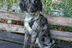 kora