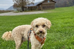teddy