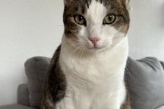 simba_2